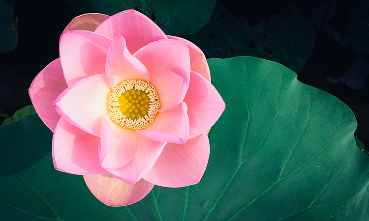 Velvet chairs in a cinema